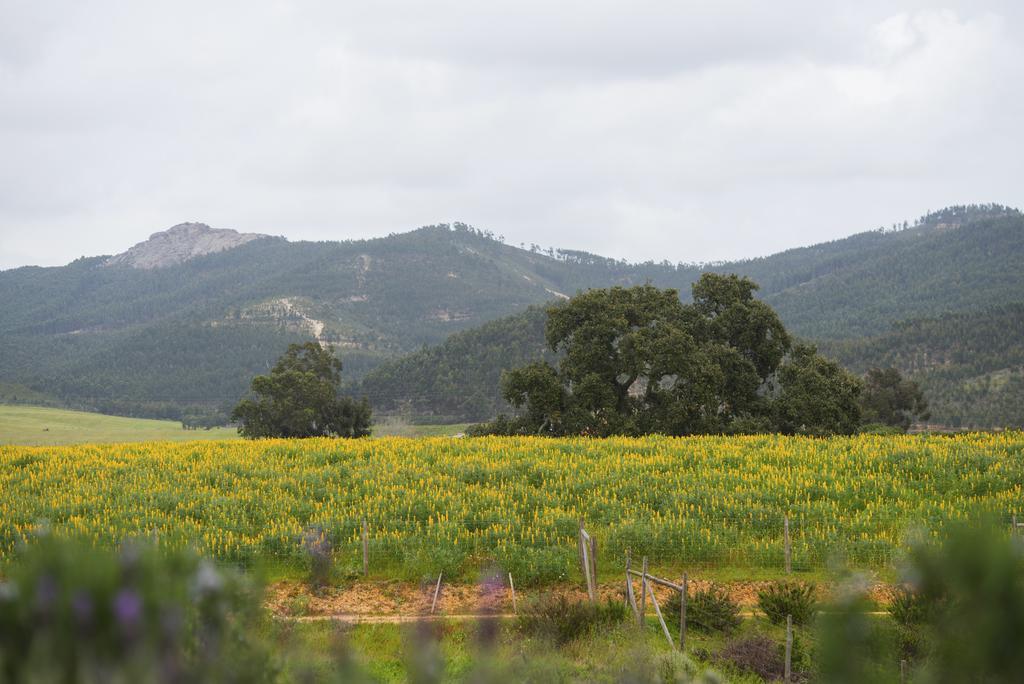 Herdade Do Amarelo Nature & Spa Вила-Нова-де-Мильфонт Экстерьер фото